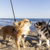 Due cani su spiaggia, uno marrone e uno bianco e nero.