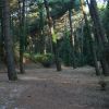 Un bosco con alti alberi, terreno coperto di aghi di pino e pigne sparse.